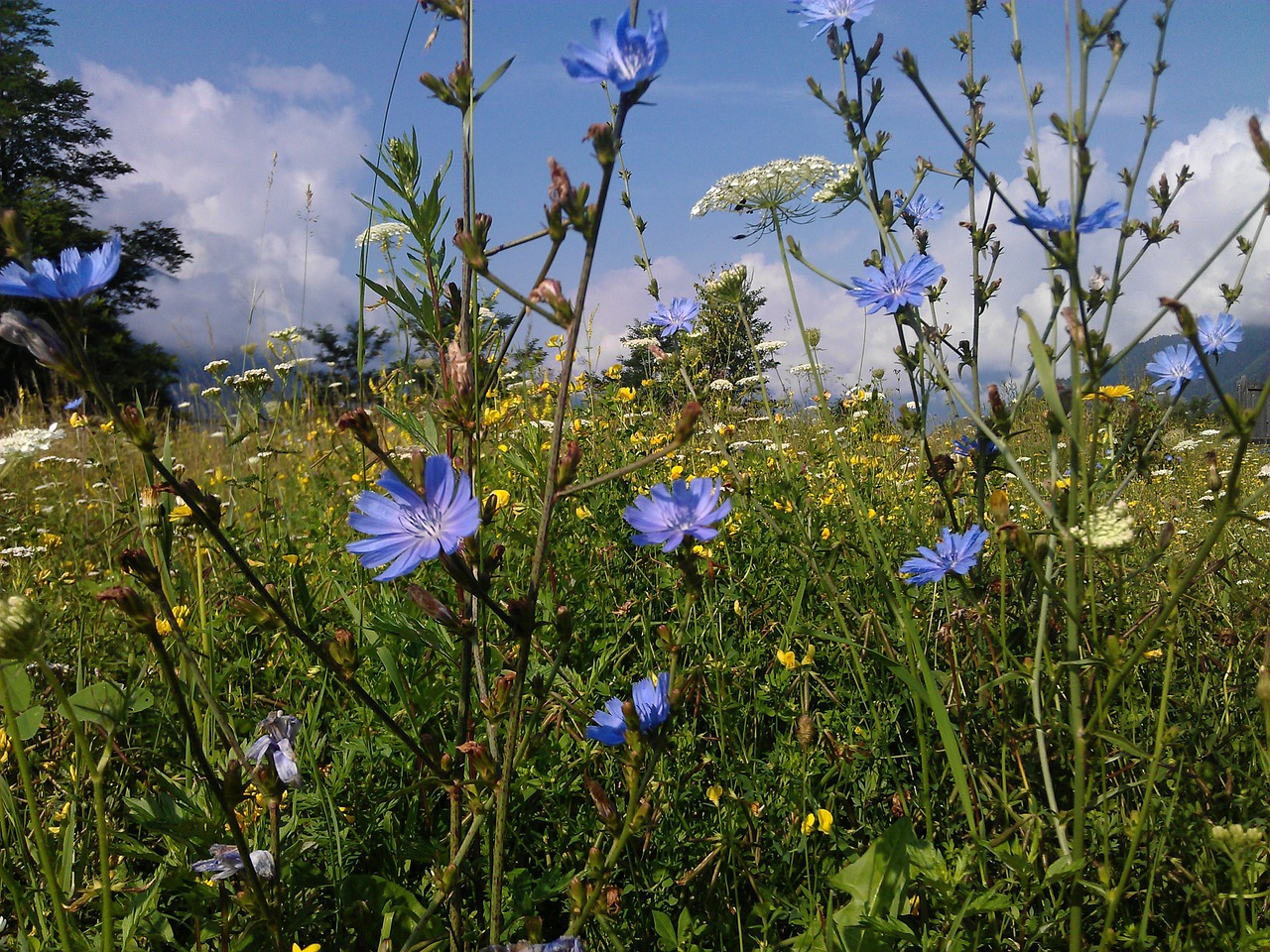 alpine meadow summer flowers free photo