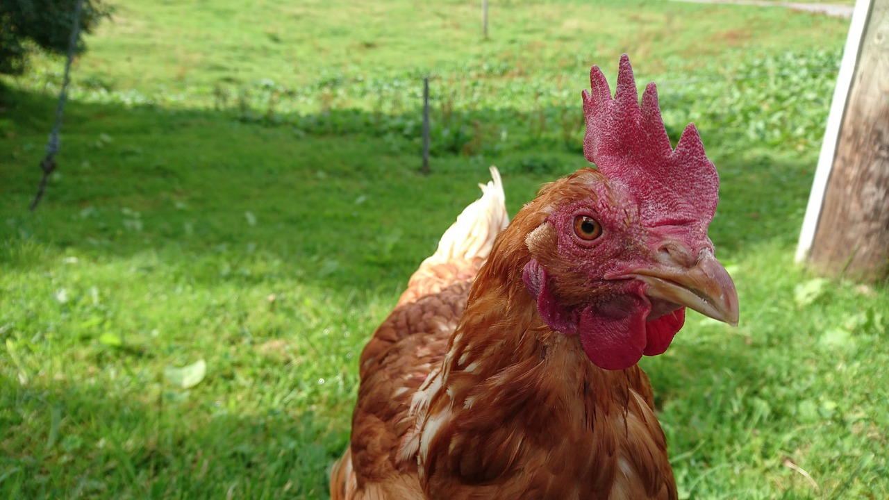 alpine meadow chicken free-range free photo