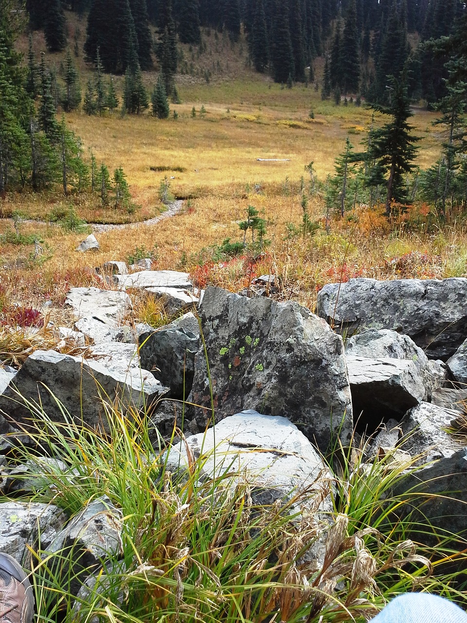 alpine meadow cascade mountains washington free photo