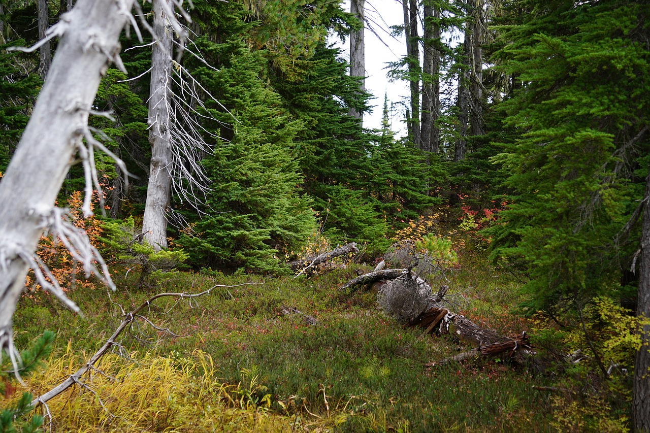 alpine meadow meadow alpine free photo