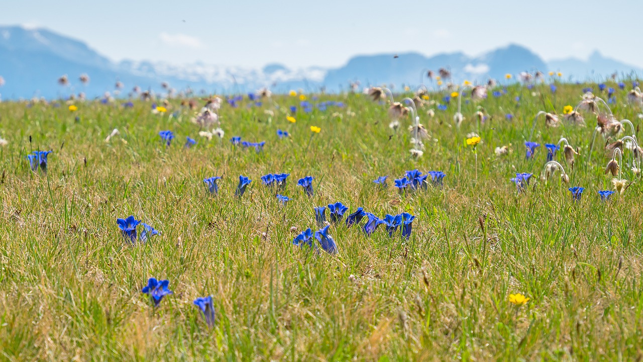 alpine meadow  gentian  alpine flora free photo