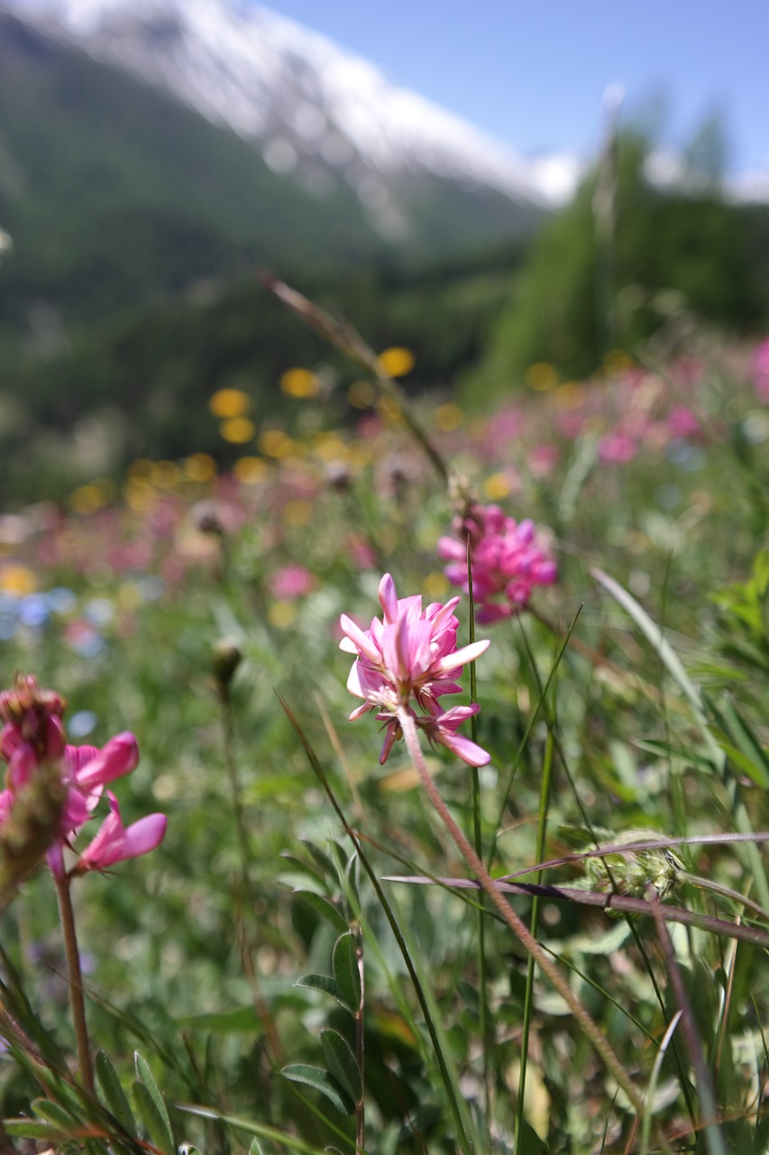 alpine meadows flowers mountain free photo
