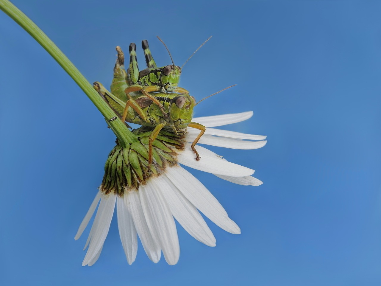 alpine mountain horrors as insect free photo