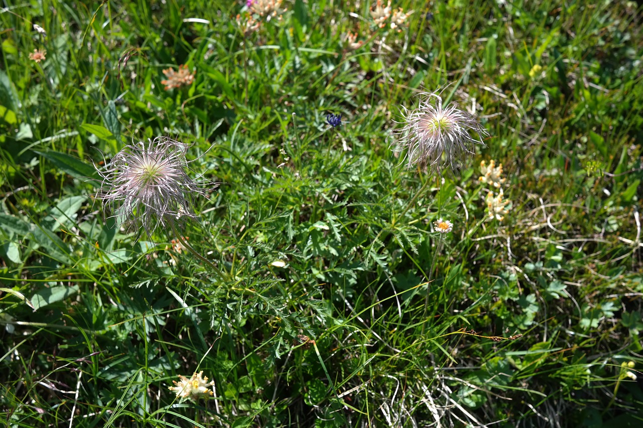 alpine pasqueflower faded alpine flower free photo
