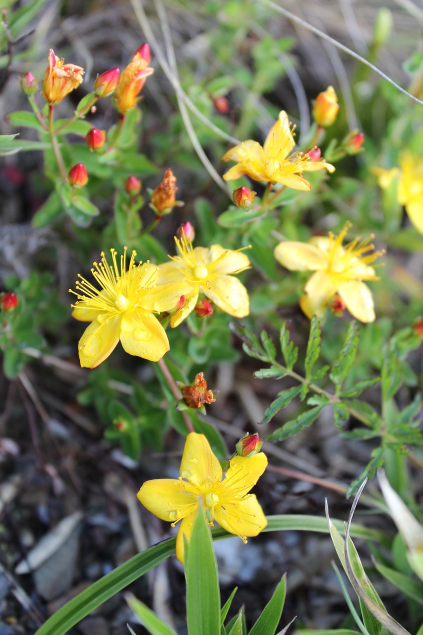 alpine plants flower yellow free photo