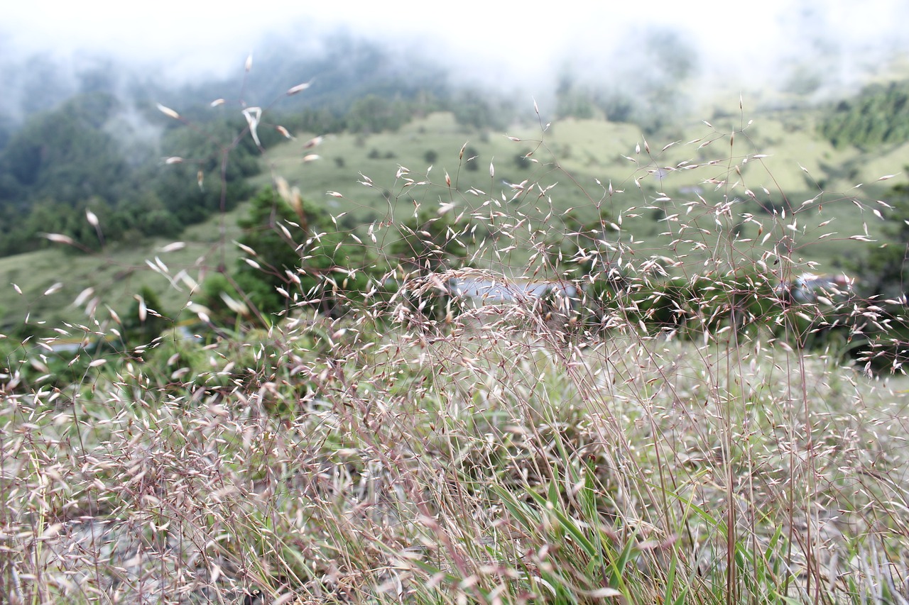 alpine plants grass prospects free photo