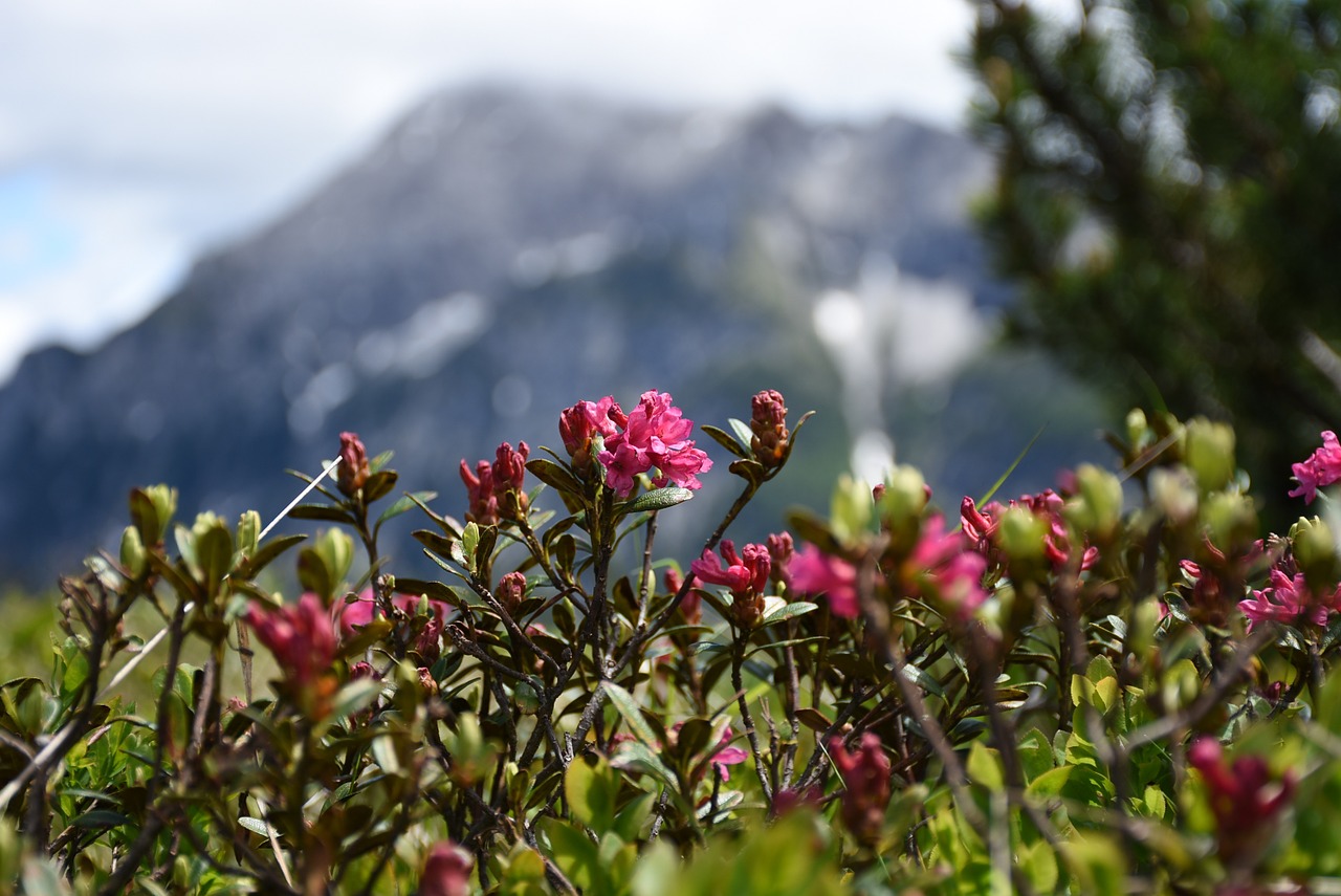 alpine rose snow fields mountain pine free photo