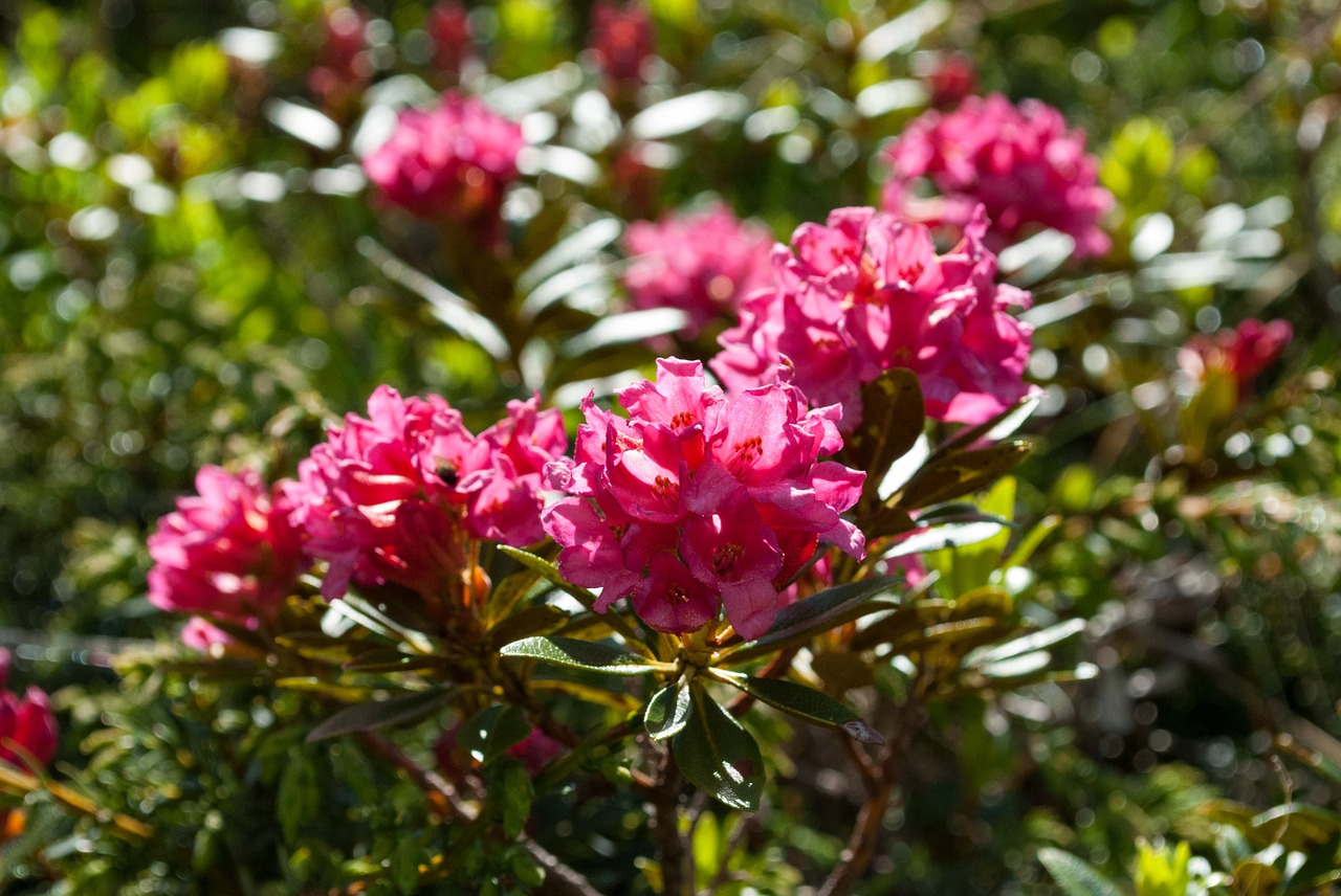 alpine rose almrausch flower free photo