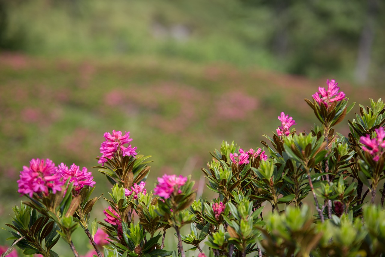 alpine roses  hiking  alpine free photo