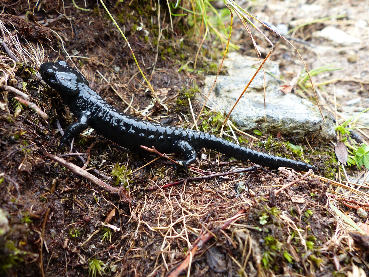 alpine salamander amphibian salamander free photo
