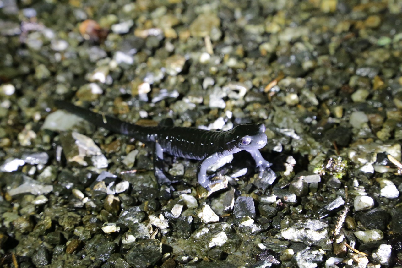 alpine salamander salamander amphibian free photo