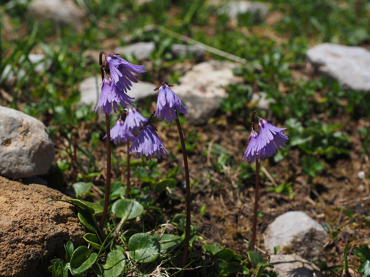 alpine soldanella flower purple free photo