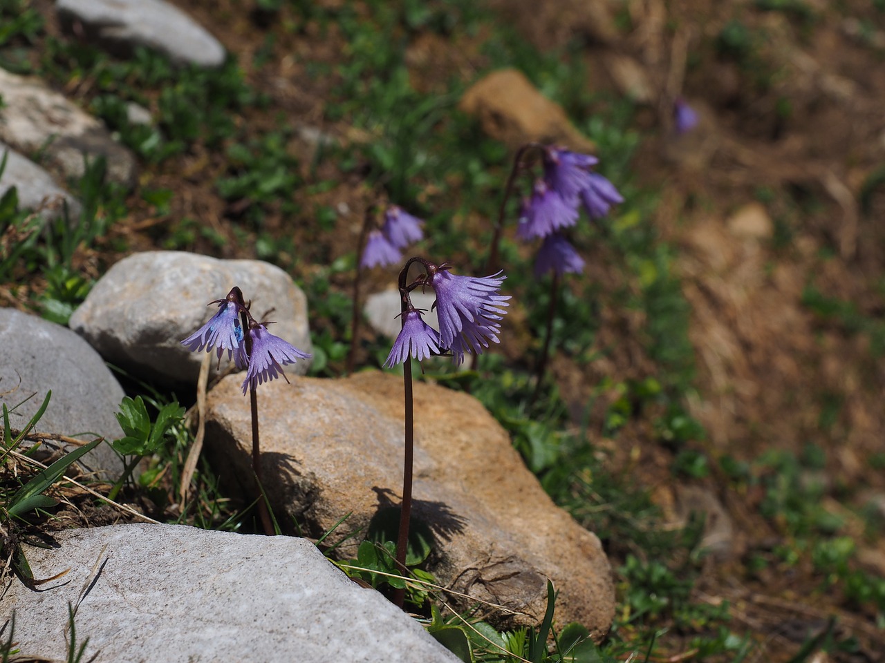 alpine soldanella flower purple free photo