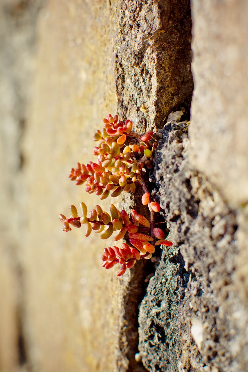 alpine stonecrop sedum alpestre stonecrop free photo