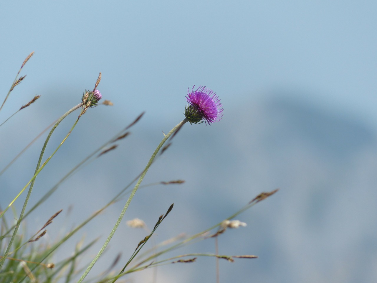 alpine thistle thistle blossom free photo
