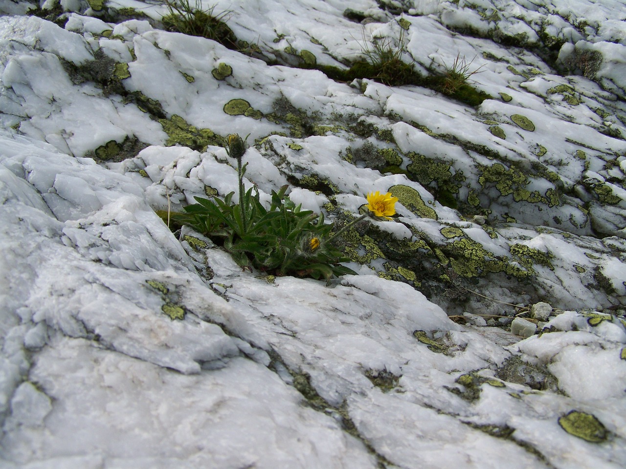 alpine white rock lichen alpine flowers free photo