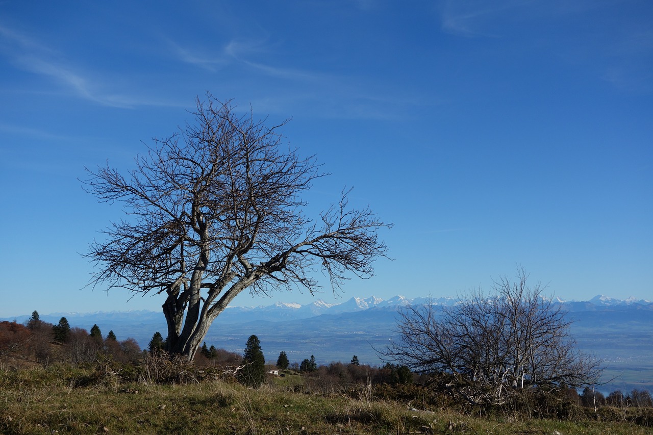 alps jura tree free photo