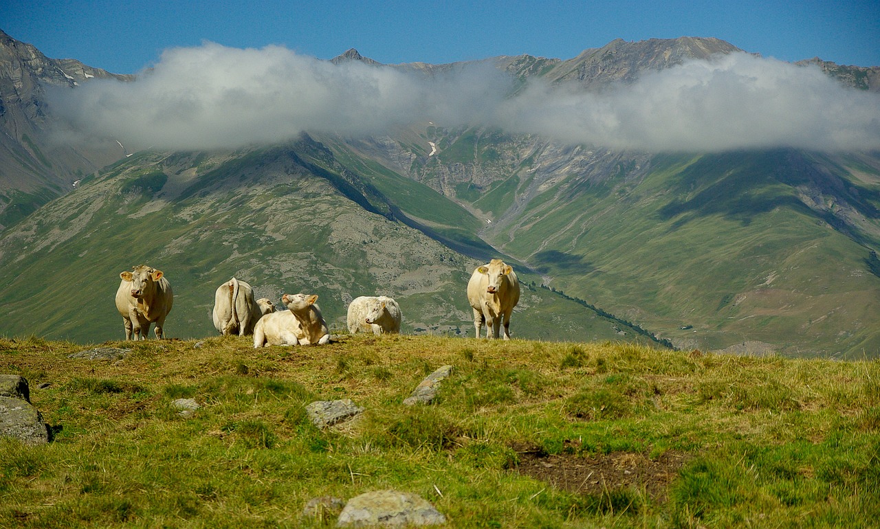 alps valloire herd free photo