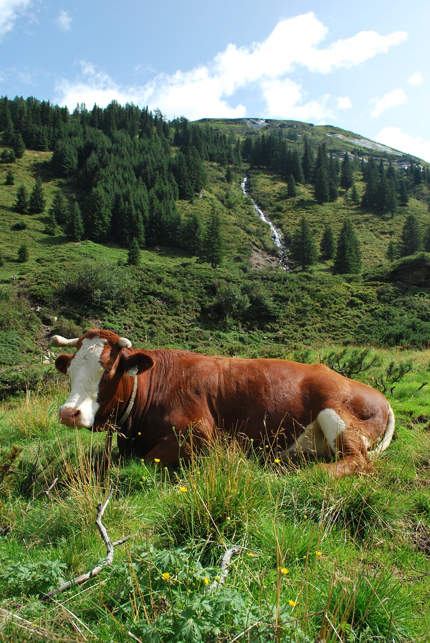 alps mountains austria free photo