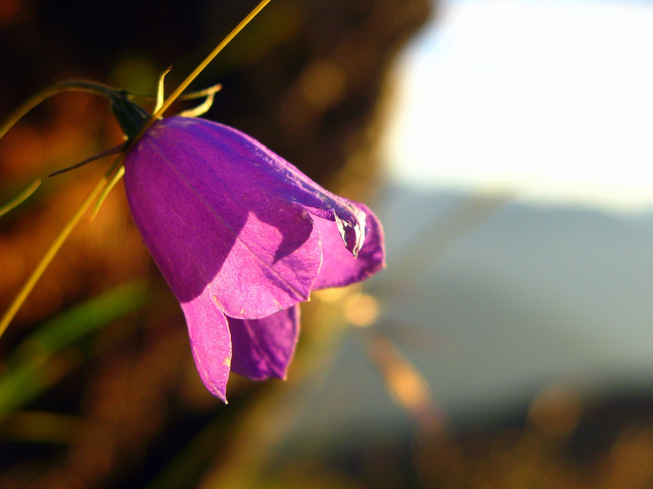 alps flower mountain free photo