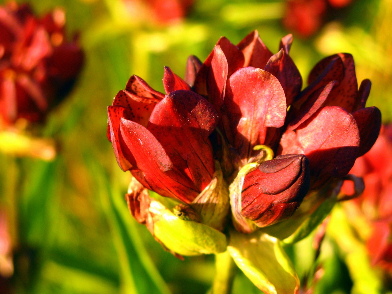 alps flower mountain free photo