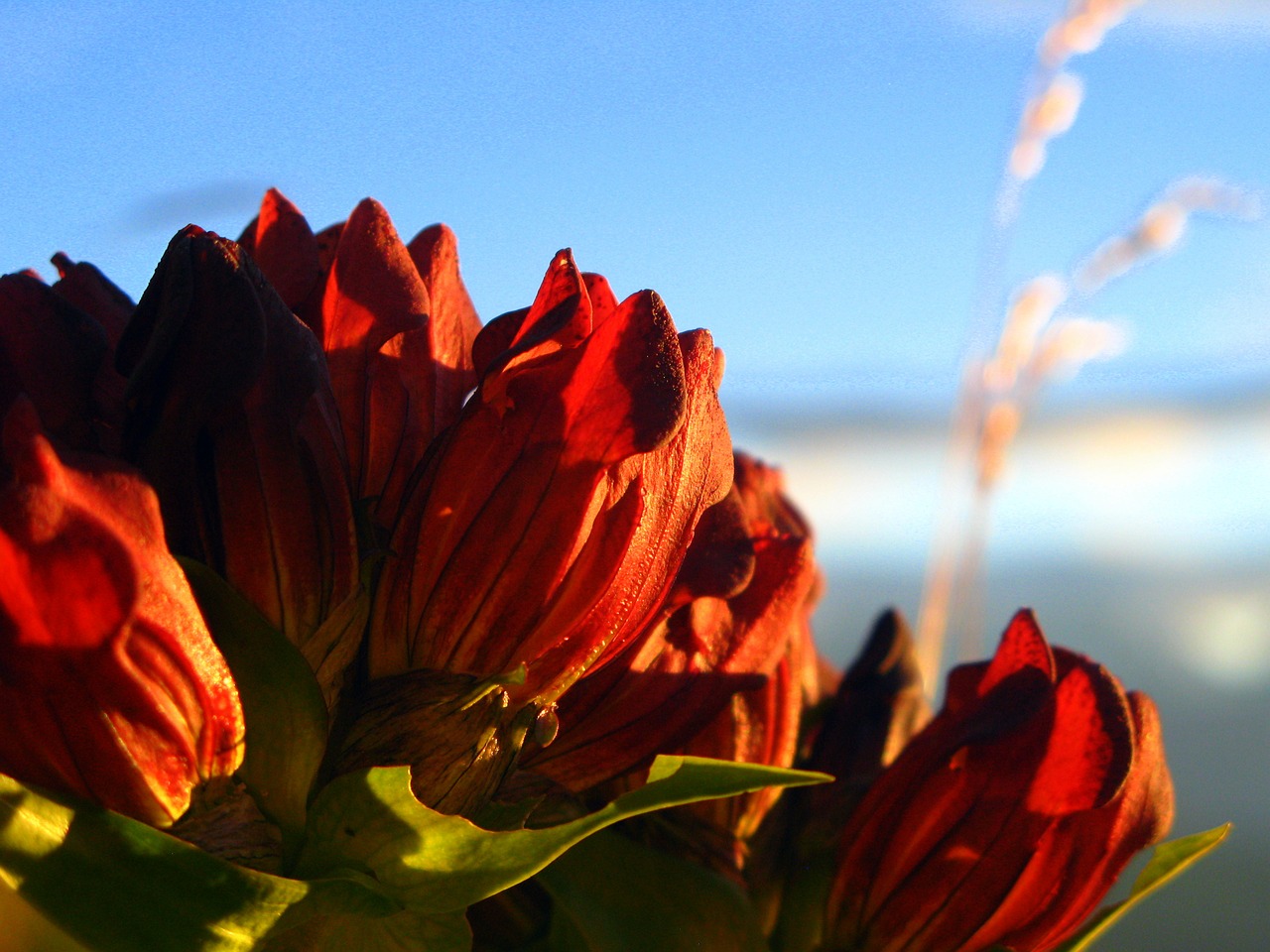 alps flower mountain free photo