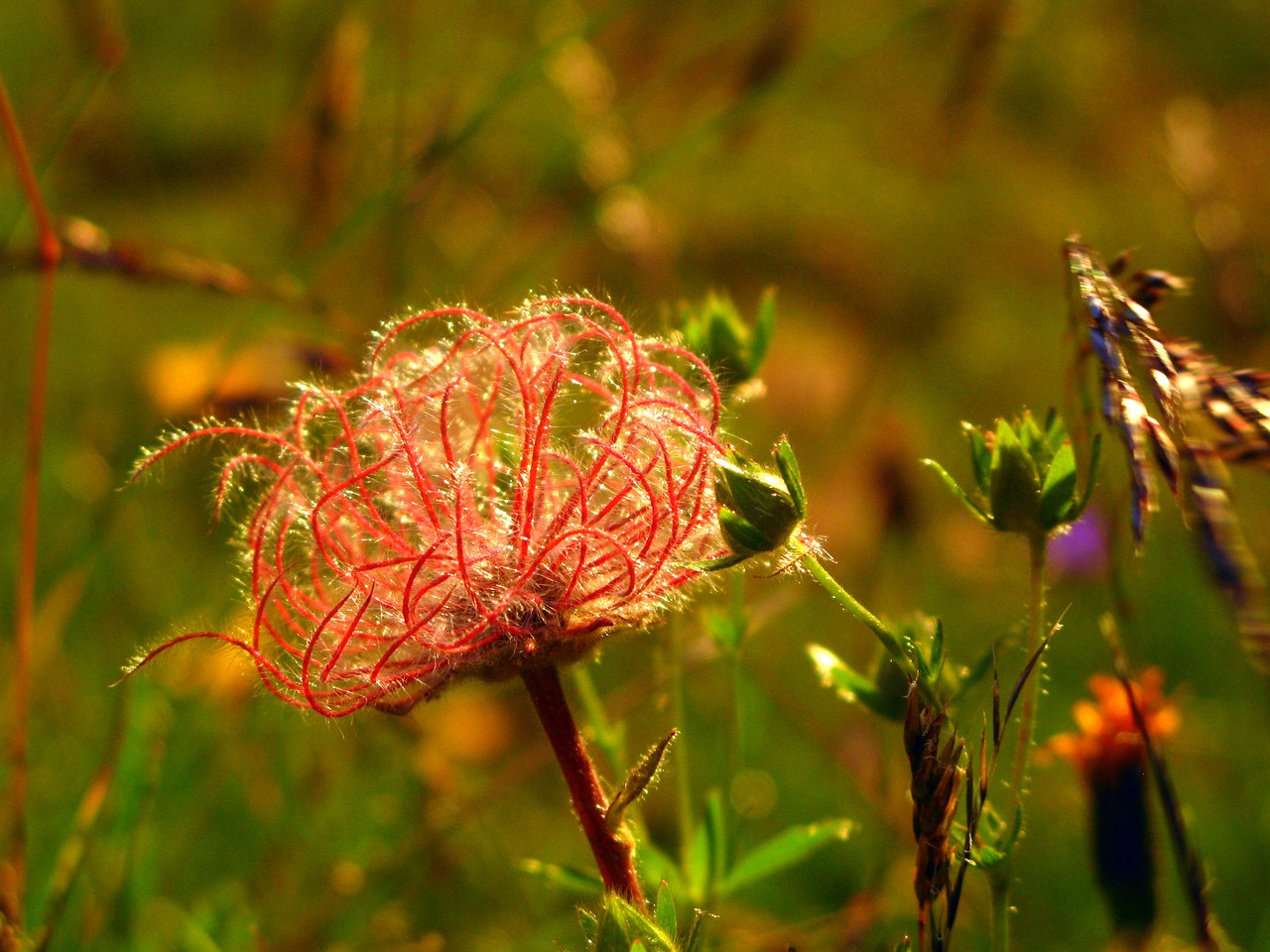 alps flower mountain free photo