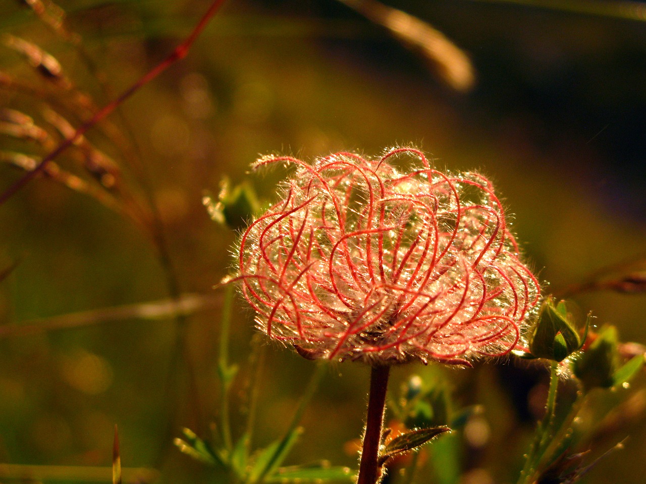 alps flower mountain free photo