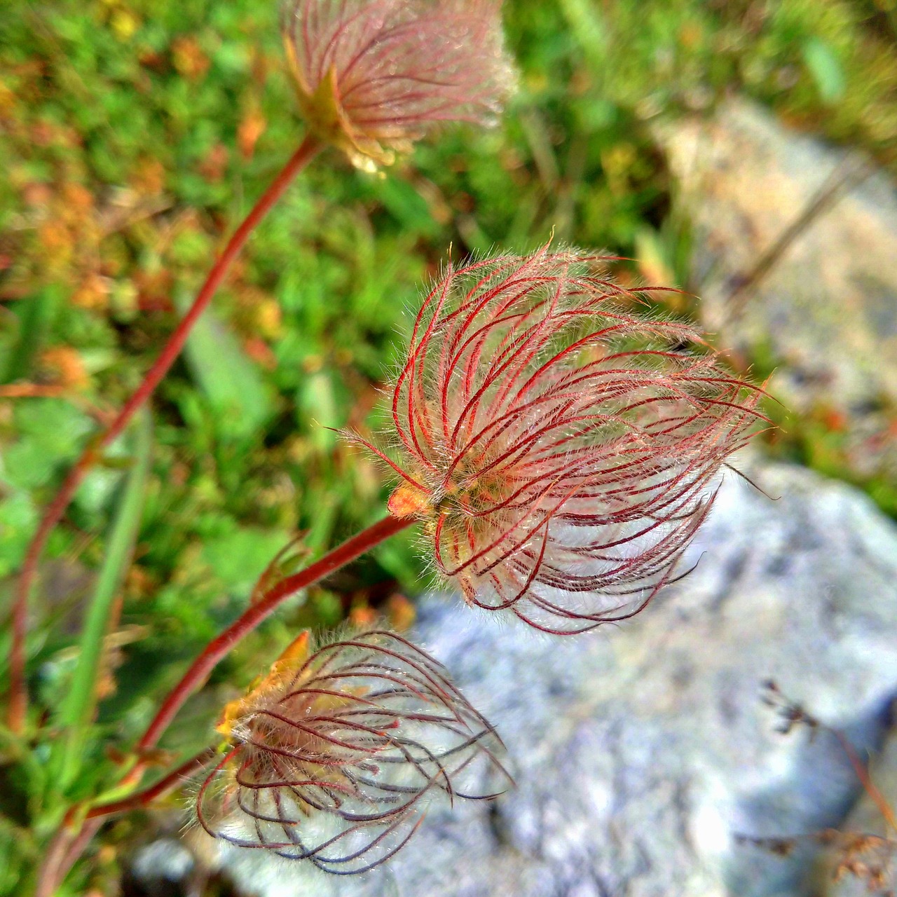 alps flower mountain free photo