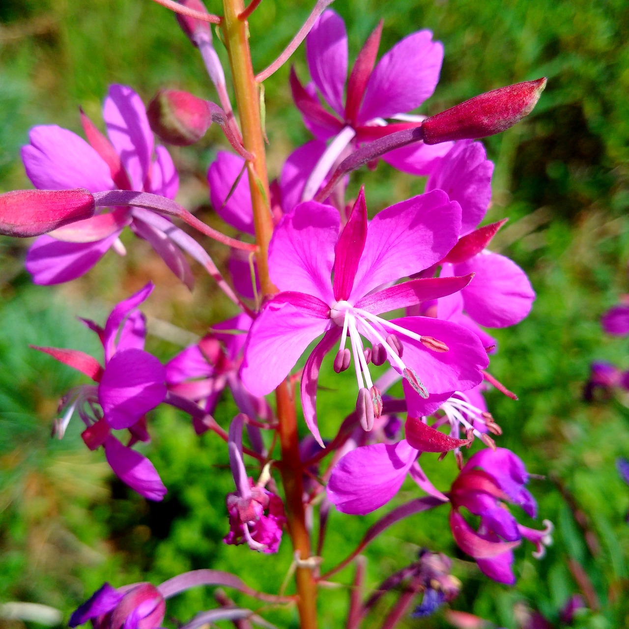 alps flower mountain free photo