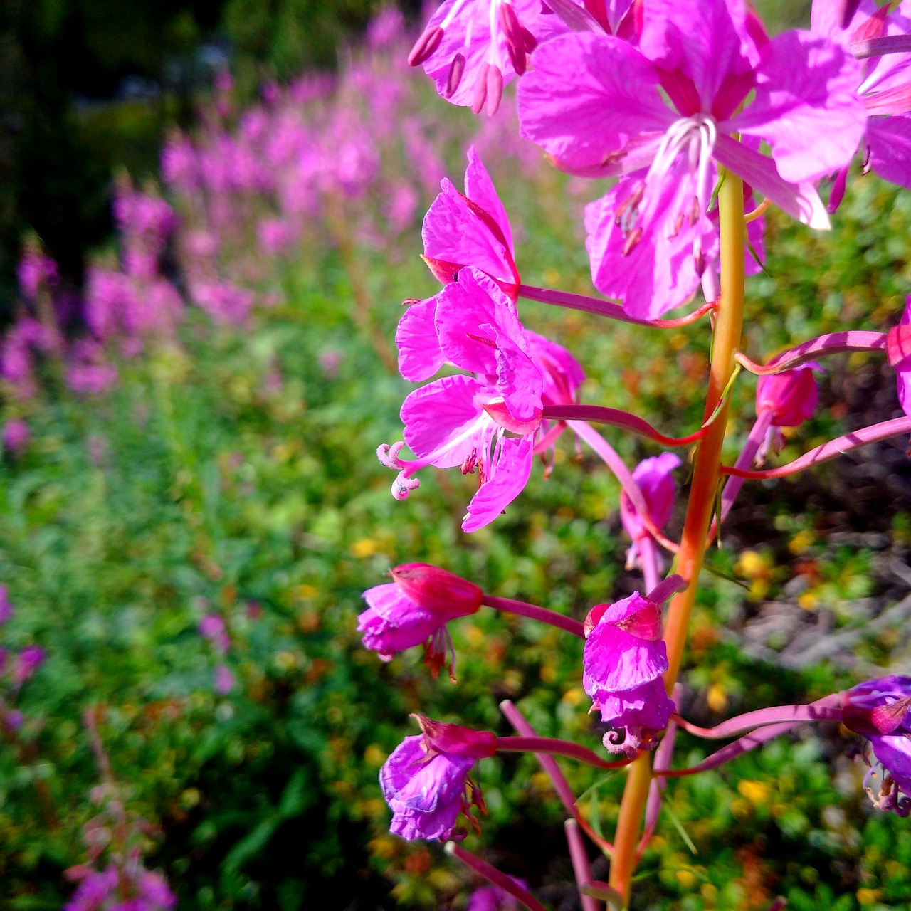 alps flower mountain free photo