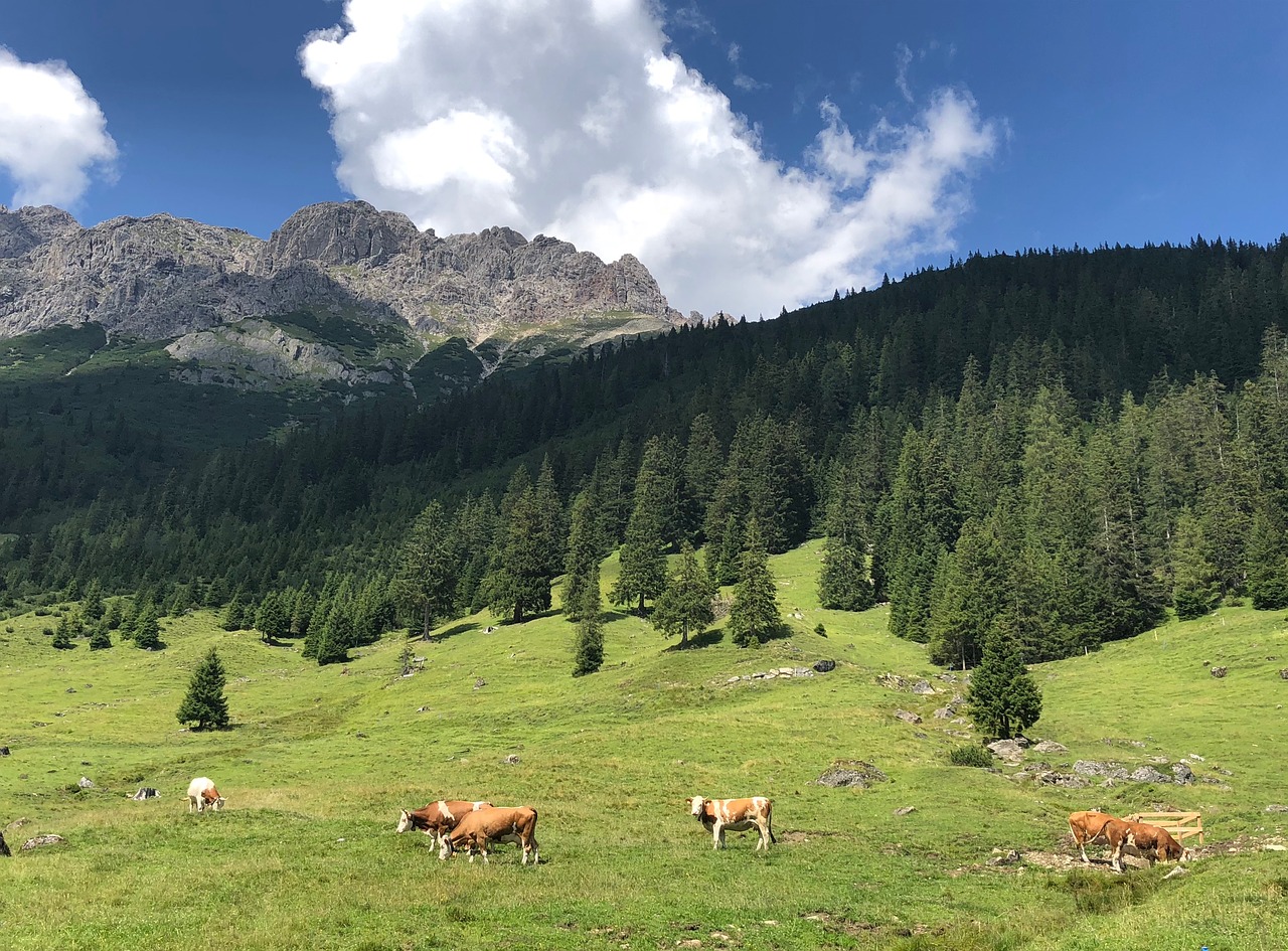 alps  panorama  nature free photo