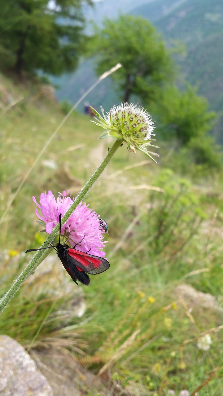 alps  mountain  nature free photo