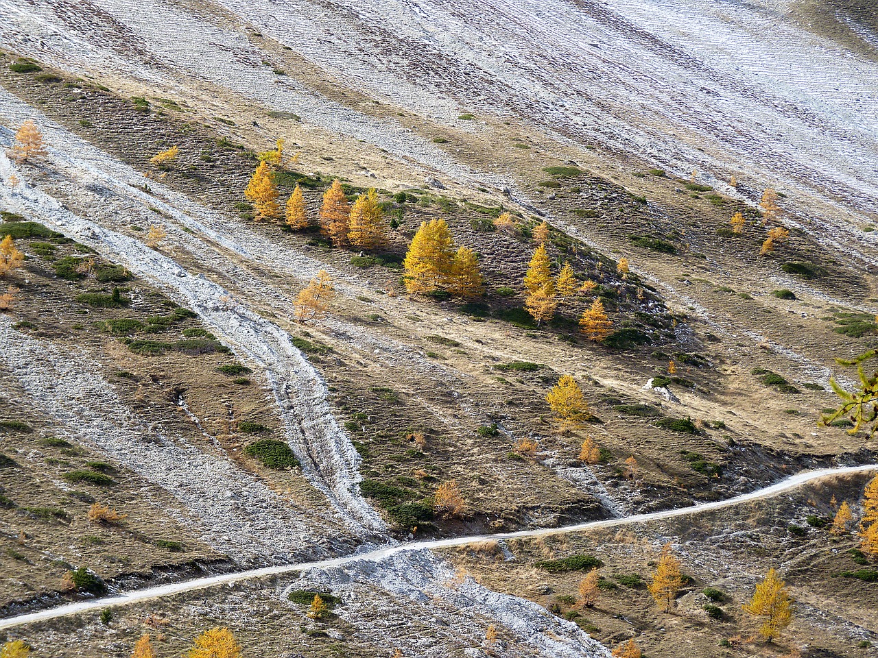 alps  larch  mountain free photo