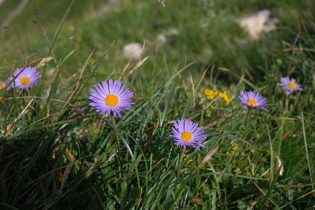 alps-astern flower blossom free photo