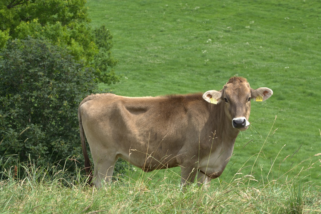 alps rind cow beef free photo