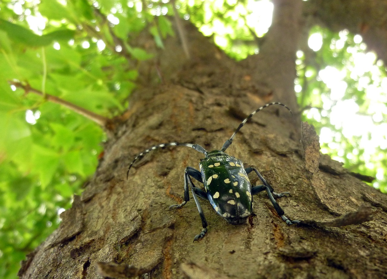 alrak long-horned beetle insects wood free photo