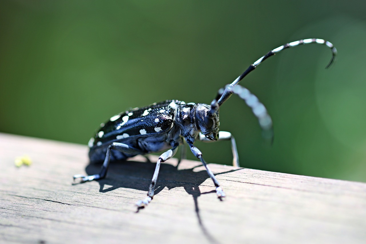 alrak long-horned beetle bug insects free photo
