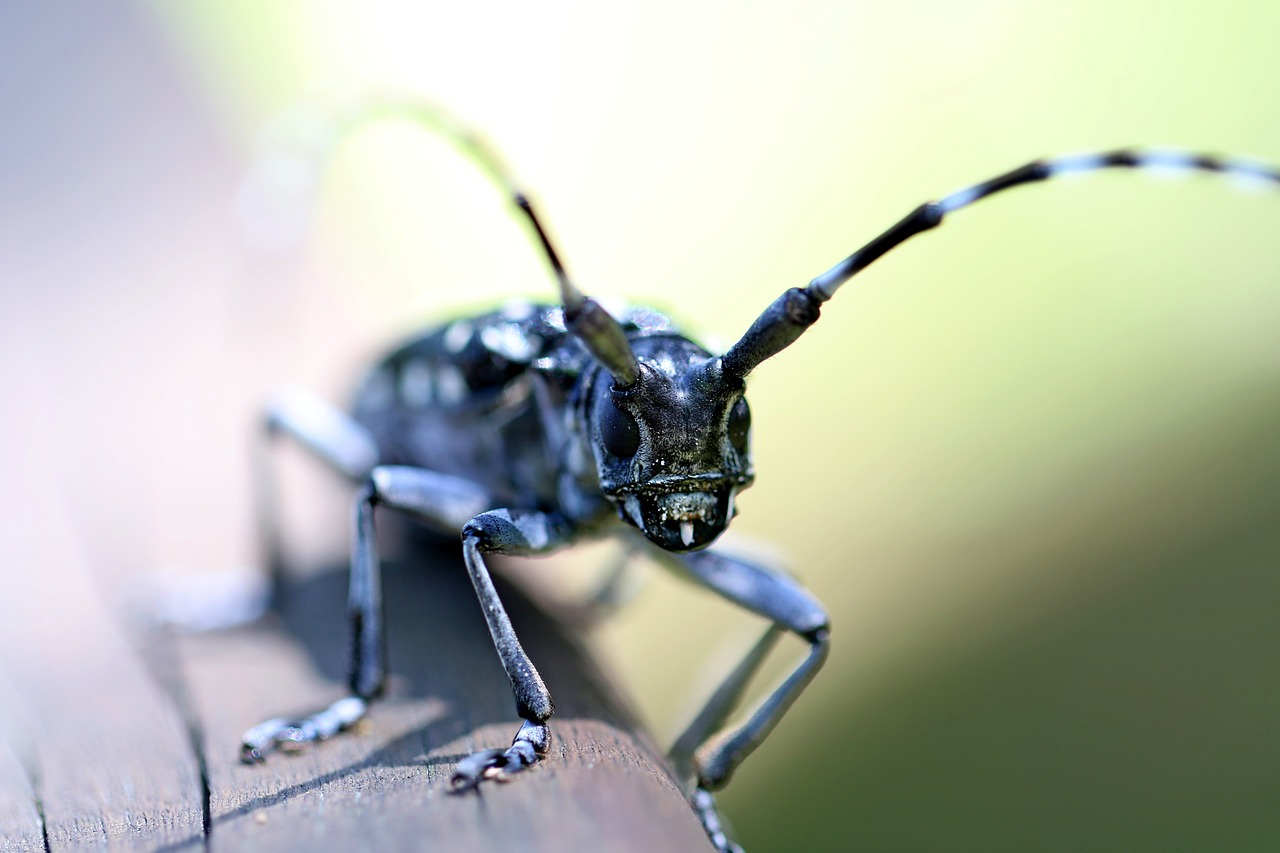 alrak long-horned beetle bug insects free photo