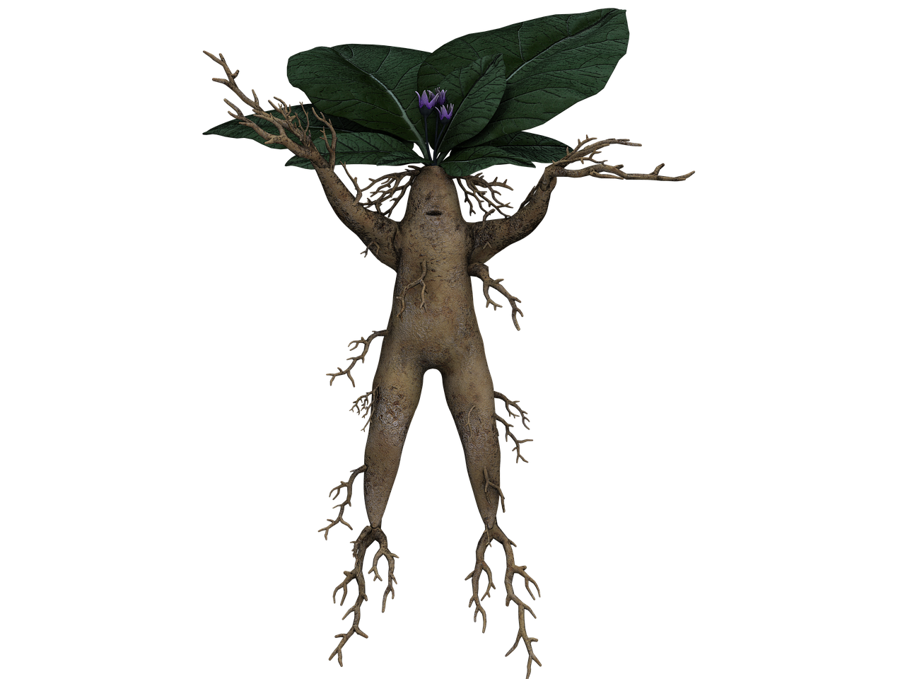 alraune root fantasy free photo