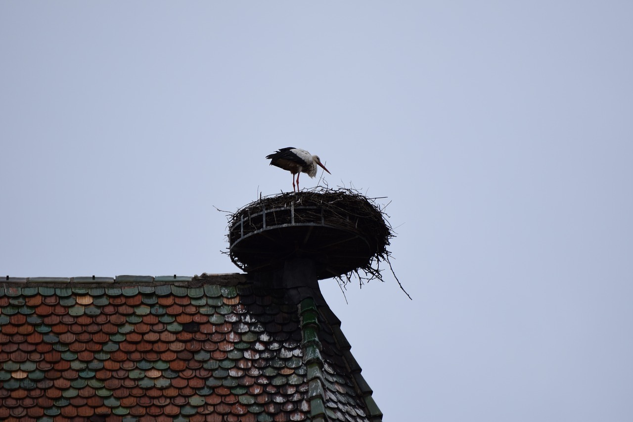 alsace nature nest free photo