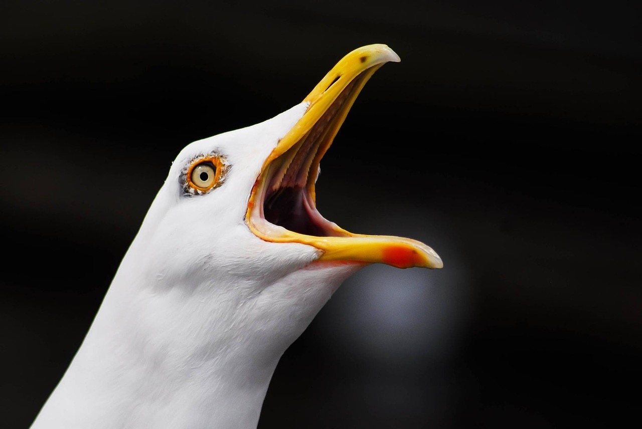 alster hamburg seagull free photo