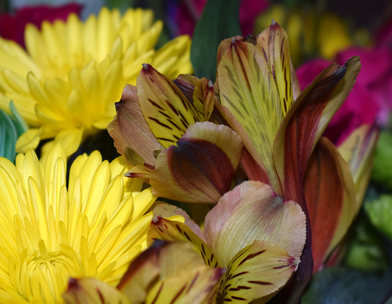 alstroemeria peruvian lily chrysanthemum free photo