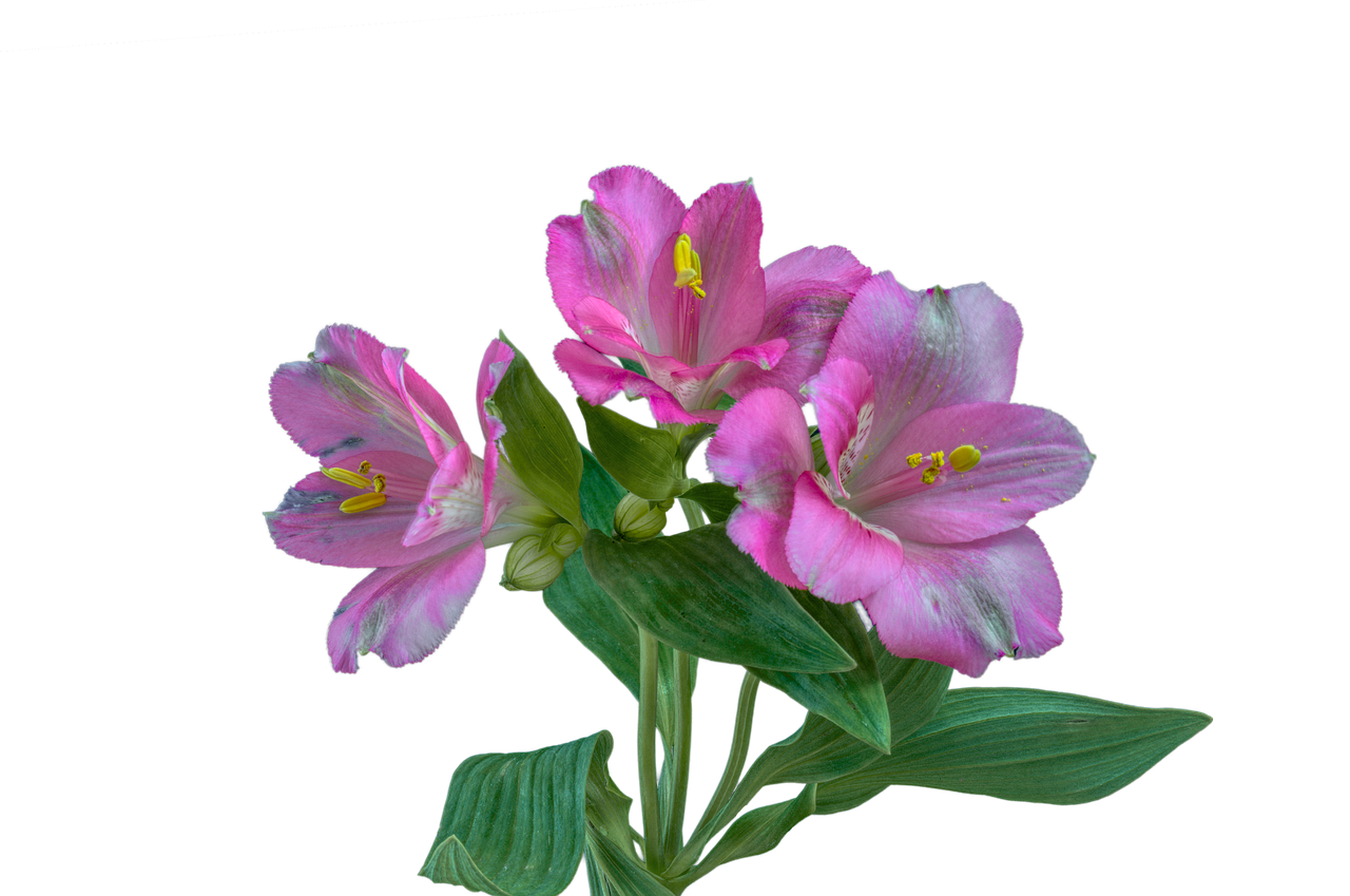 alstroemeria peruvian lily flower free photo