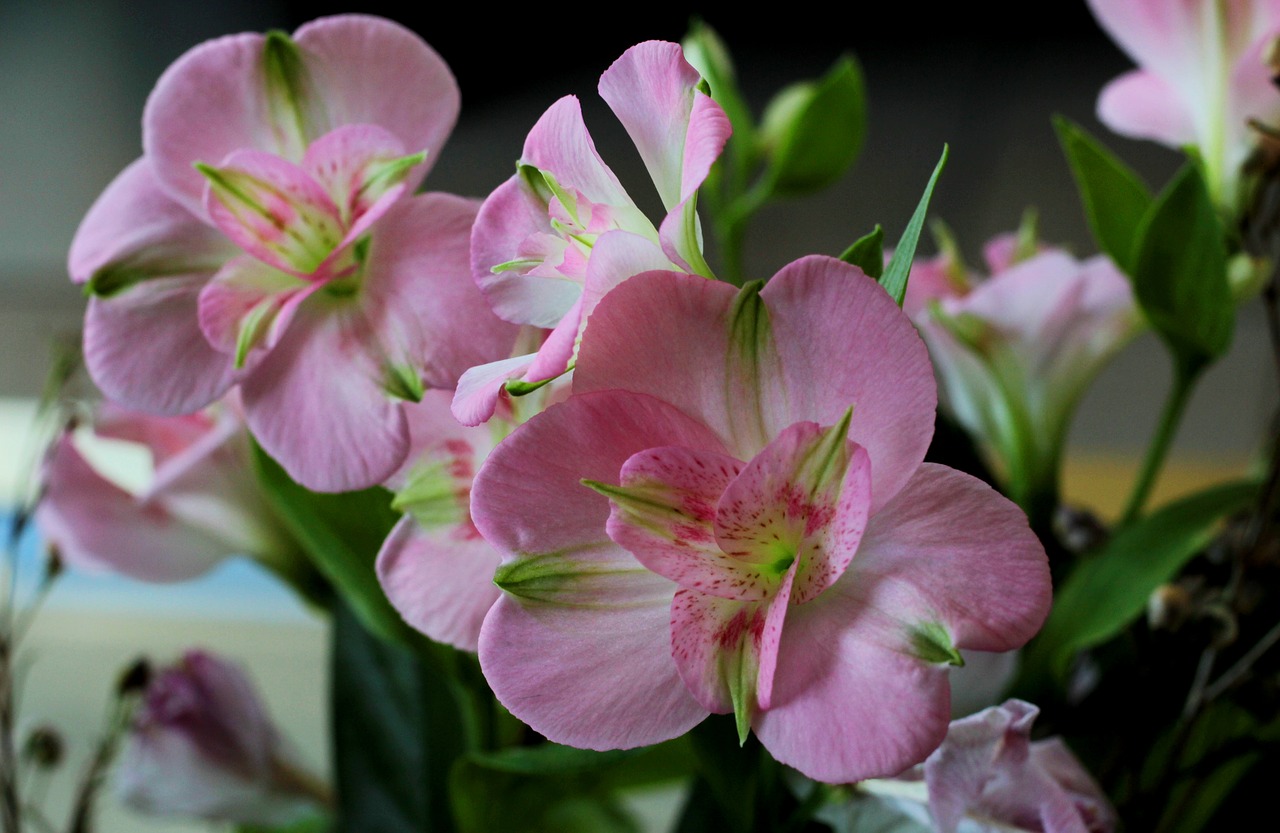 alstromeria  pink  flowers free photo