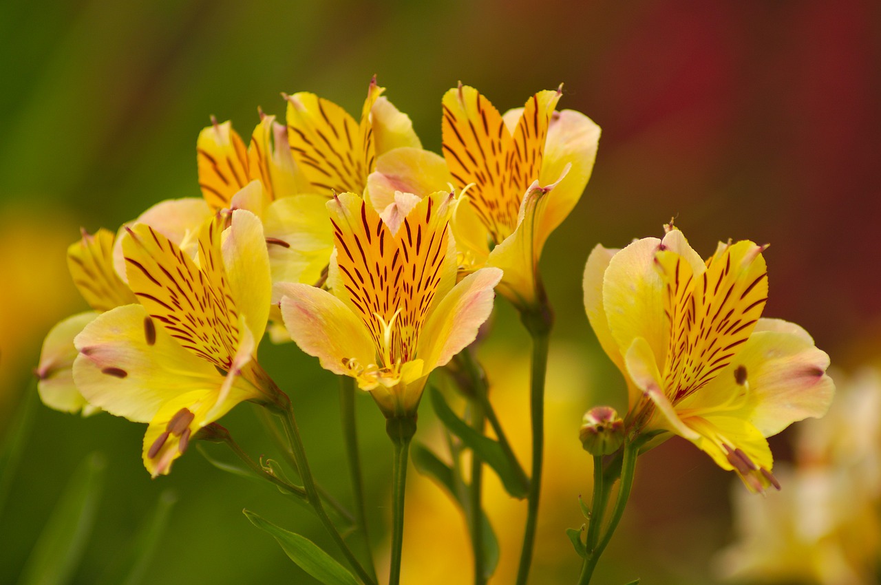 alstromeria  yellow  flower free photo