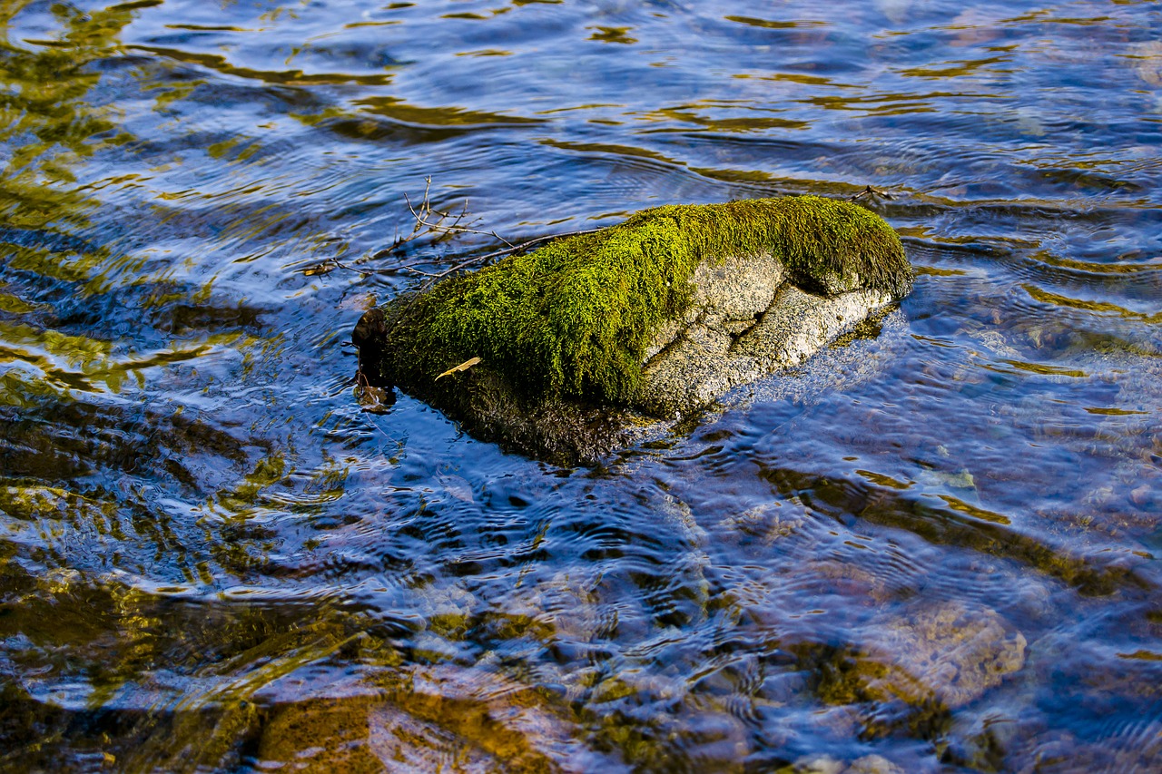 altai mountain river free photo