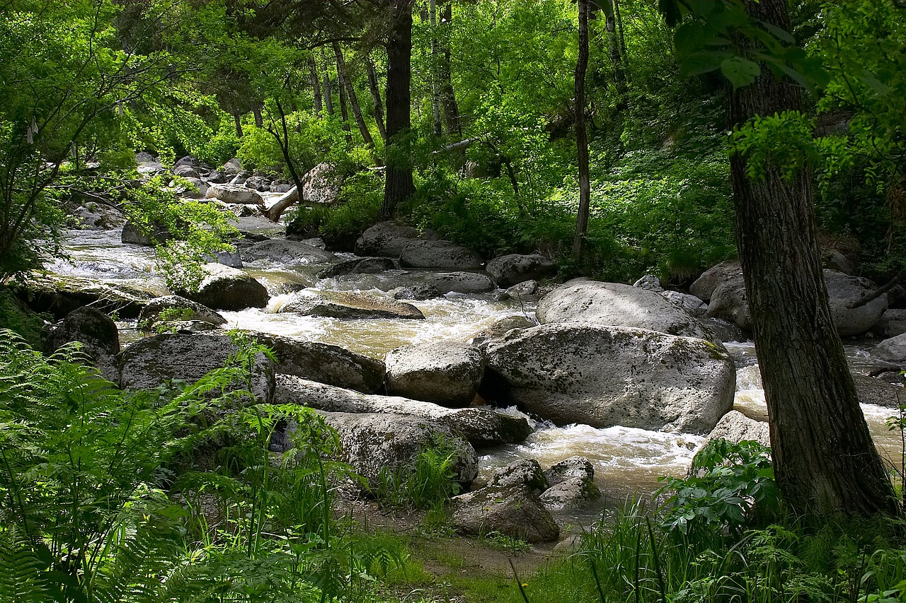 altai  nature  river free photo