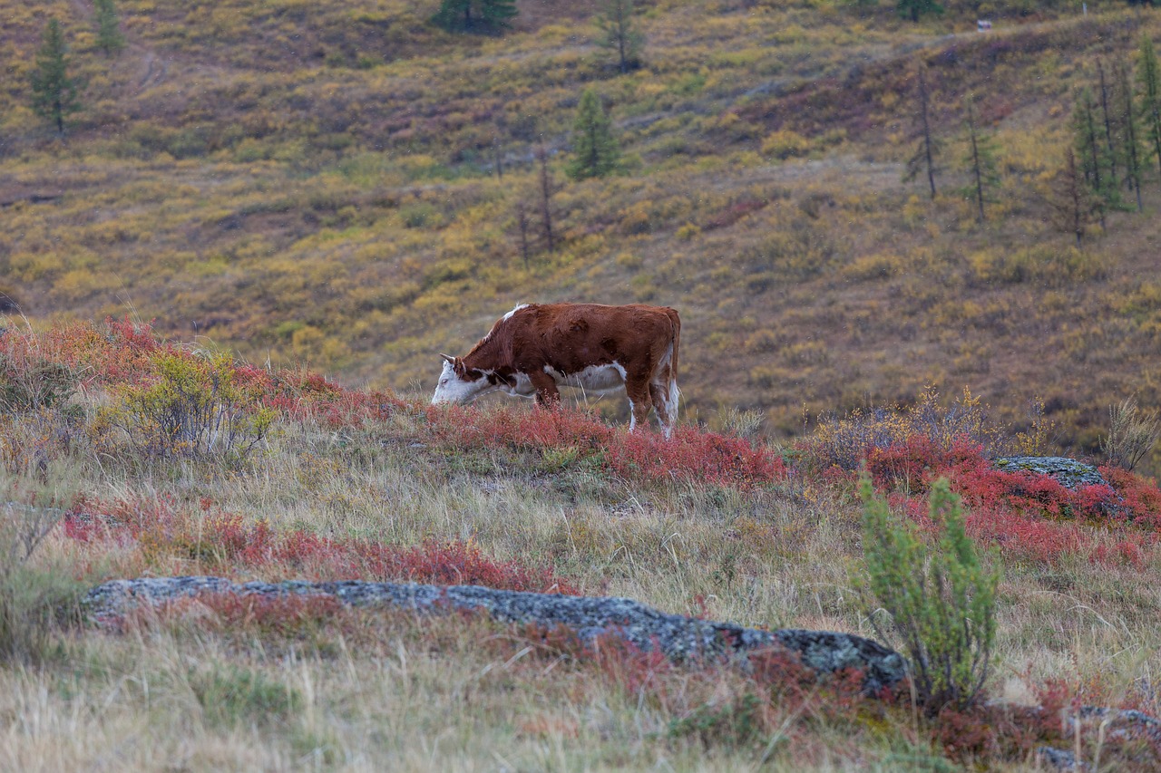 altai  cow  landscape free photo