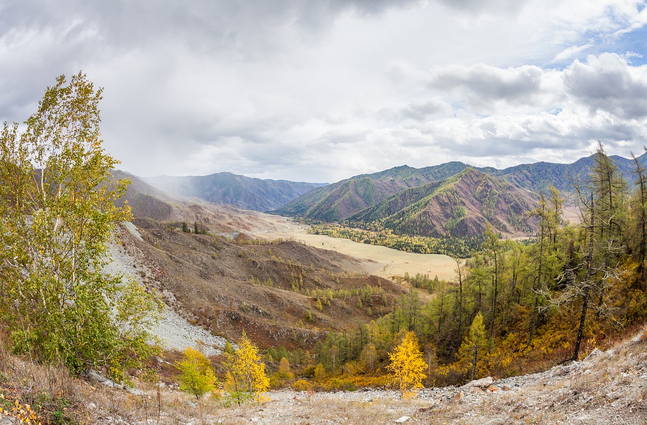 altai  mountains  trees free photo